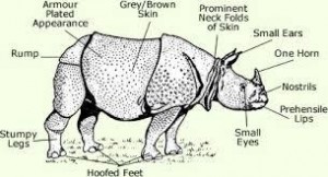 Indian Rhinoceros. I think if I had a few too many Narwhal beers this would look like a Unicorn.